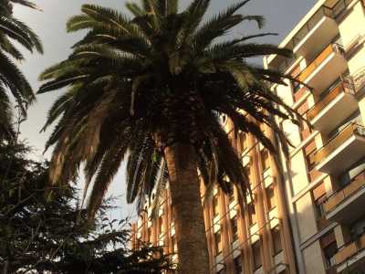 Un albero sofferente in piazza Aldo Moro
